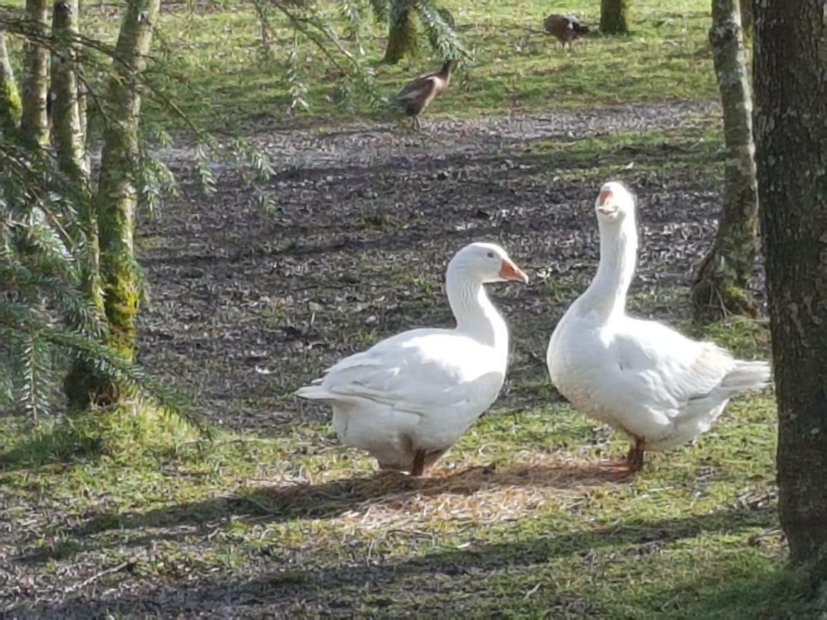 ホテル Thornbury Holiday Park エクステリア 写真