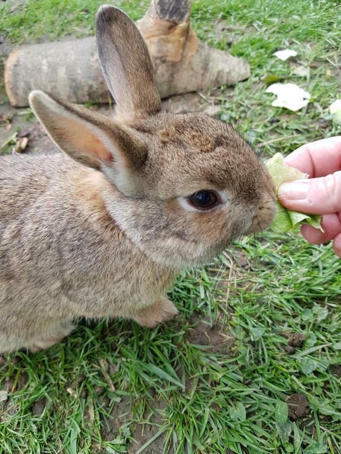 ホテル Thornbury Holiday Park エクステリア 写真