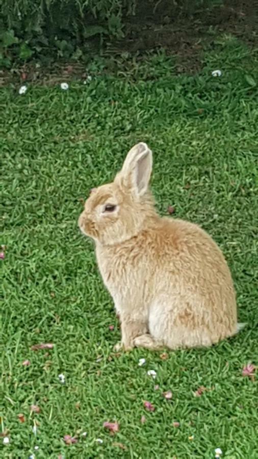 ホテル Thornbury Holiday Park エクステリア 写真